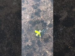 เซฟบอลเบียร์ฟอยเวอร์, แมนดาริน ทอยสตอรี่ ฟอยเวอร์ CECE