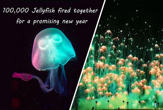 ดอกไม้ไฟของเล่นปีใหม่ แมงกะพรุน ผู้บริโภค แปลกใหม่ ดอกไม้ไฟ Skyshots Pyrotechnic